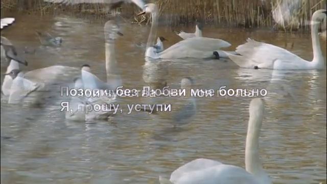 "ЛЮБОВЬ УСТАВШИХ ЛЕБЕДЕЙ" Димаш Кудайбергенов смотреть онлайн