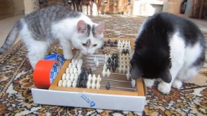 ЧЕЛЛЕНДЖ НАЙДИ КОЛБАСКУ! СМЕШНЫЕ коты МАЛЫШ и Кошка МУРКА! НОВЫЕ ПРИКОЛЫ КОТОВ! Challenge Funny CAT