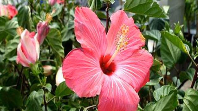 Facts about Hibiscus Shrubs смотреть онлайн