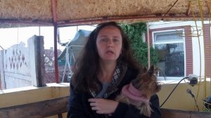 Редкая или густая шерсть у йорка. Проблемы с шерстью.