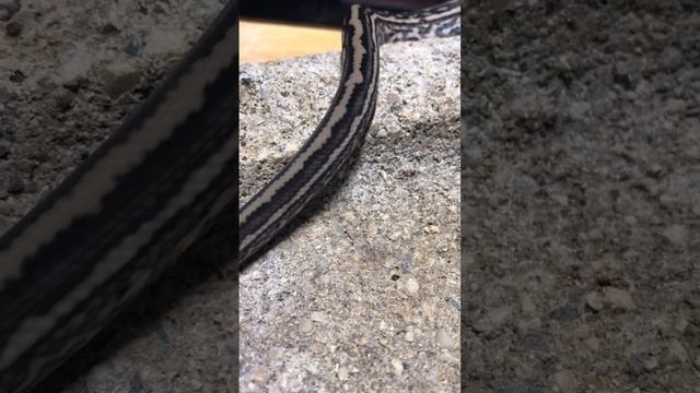 Coastal Carpet Python slithering! смотреть онлайн