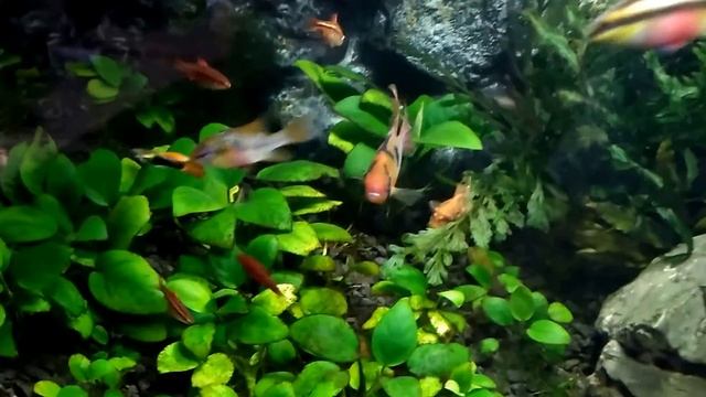 Мой растительный аквариум ПОСЛЕ использование удобрений линейки Tetra PlantaPro смотреть онлайн