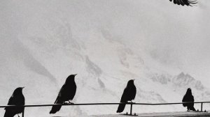 10 признаков того, что вы Белая Ведьма