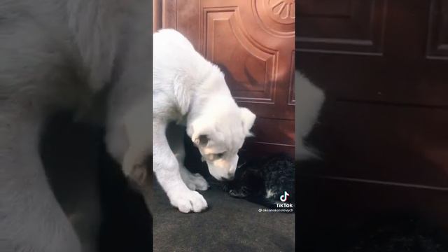 alabai vs кошки смотреть онлайн