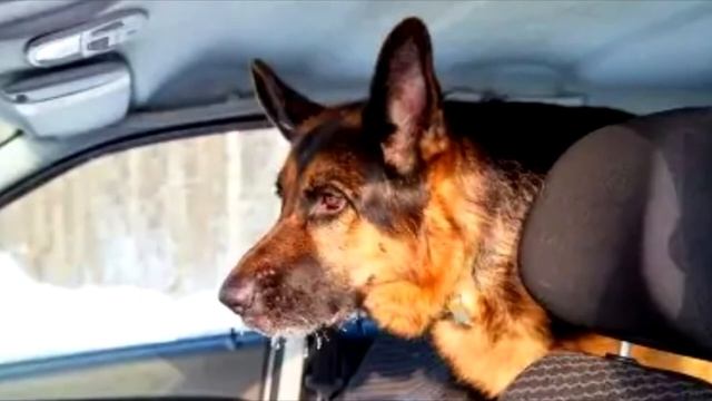 Овчарка в машине стала яростно лаять. Открыв багажник, мужчина впал в ступор! смотреть онлайн