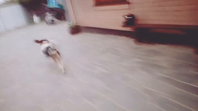Гоночный бигль смотреть онлайн
