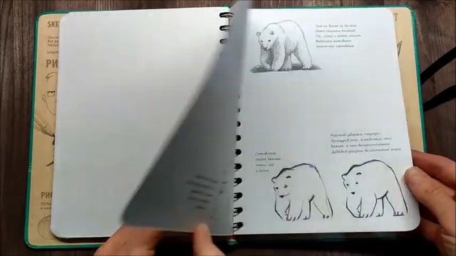 Обзор книги. SketchBook. Животные. Экспресс-курс рисования смотреть онлайн