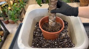 ЮККА – ПЕРЕСАДКА И УХОД