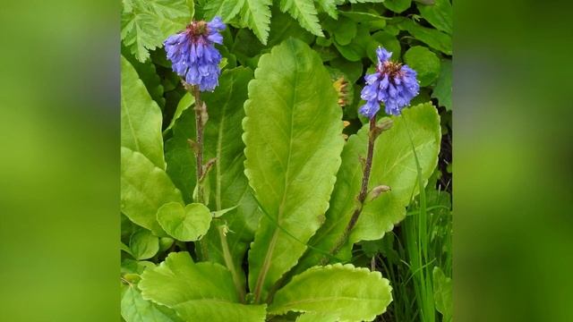 ВУЛЬФЕНИЯ (WULFENIA) сем. Норичниковые смотреть онлайн