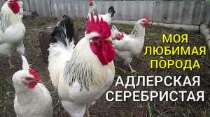 Любимая порода кур Адлерская серебристая / Курятник на даче