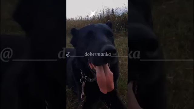 Среднеазиатская овчарка(алабай/волкодав) смотреть онлайн