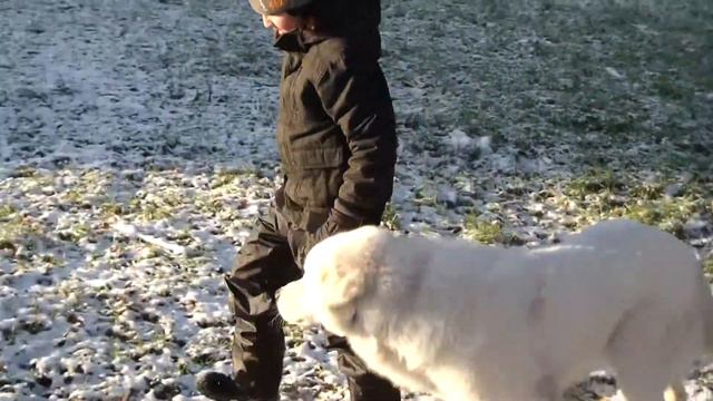 ОКД. Собаку воспитывает 10летний парень http://www.dogclass.ru/ смотреть онлайн