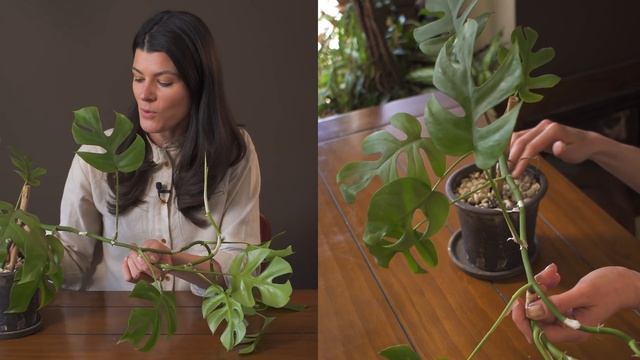 Rhaphidophora Tetrasperma (Mini Monstera) Houseplant Care — 31 Of 365