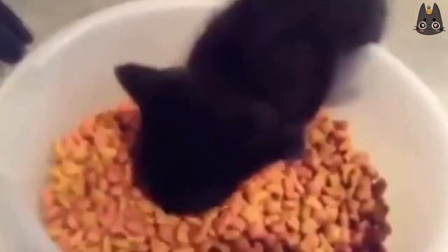 Cats Who Say Nom Nom Nom! (A Compilation) смотреть онлайн