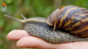 САМАЯ БОЛЬШАЯ УЛИТКА! (Ахатина гигантская) Койот Питерсон на русском