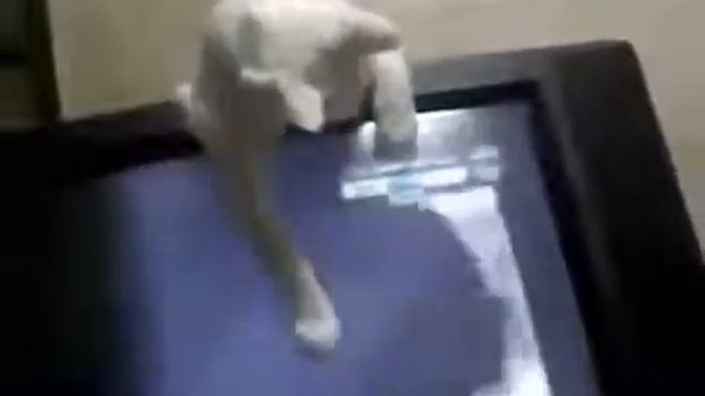 Смешные кошки :)  Часть 154