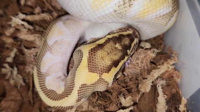 Python Picks A Rat - Warning Live Feeding смотреть онлайн