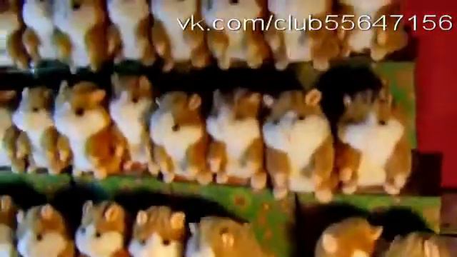 Хор хомяков смотреть онлайн
