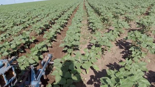 Междурядная культивация подсолнуха смотреть онлайн