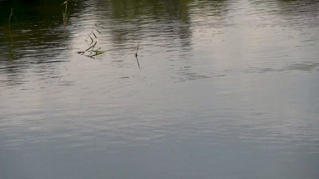 Водоём для спортивной ловли на поплавок (Пензенская область) смотреть онлайн