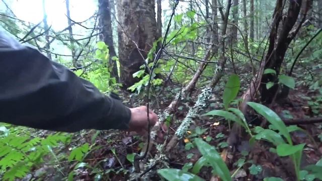 ЕСЛИ БЫ ЭТО НЕ СНЯЛ НА КАМЕРУ, НИКТО БЫ НЕ ПОВЕРИЛ. ГРИБЫ ПОШЛИ. АНОМАЛИЯ БЕЛЫХ ГРИБОВ 2023 смотреть онлайн