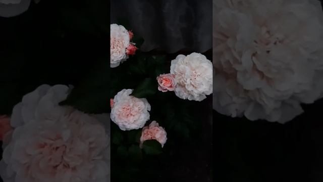 Роза плетистая Роз де Толбиак (se de Tolbiac) смотреть онлайн