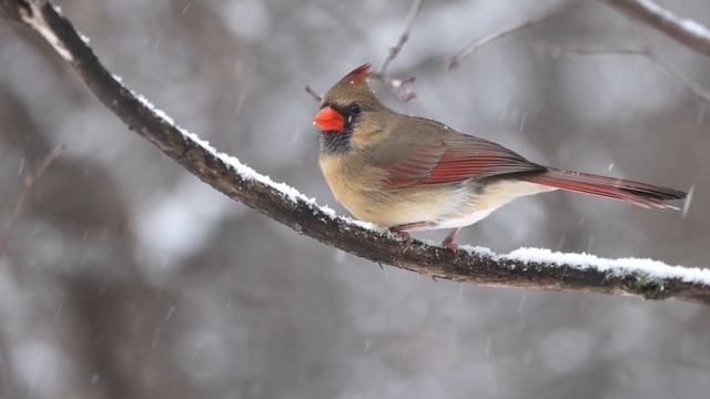 Cardinal rouge (mâle et femelle) sous la neige au ralenti... смотреть онлайн