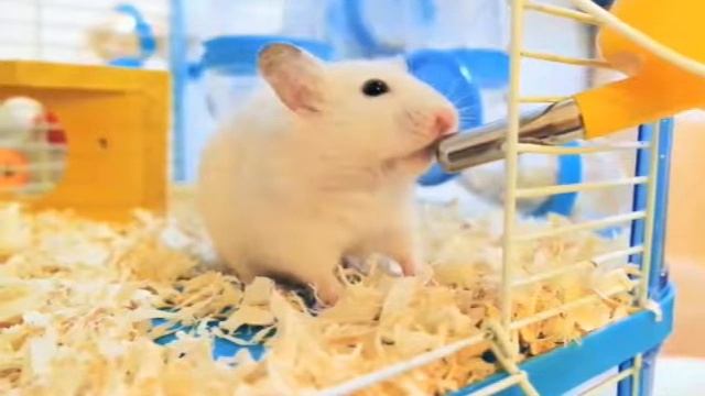 Почти лайфхаки для хомяков смотреть онлайн