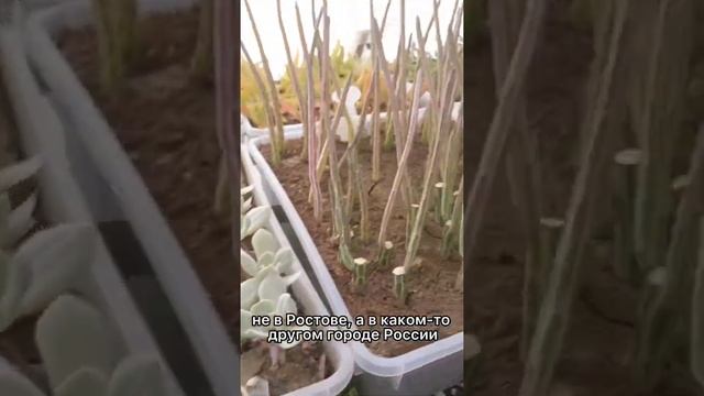 Приезжайте к нам в питомник Кактусёнок РФ и выбирайте растения смотреть онлайн