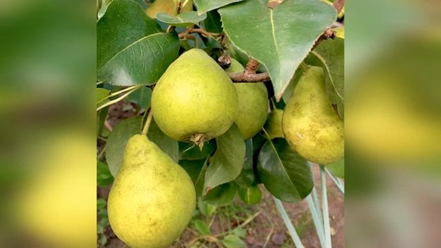 Груша Кафедральная смотреть онлайн