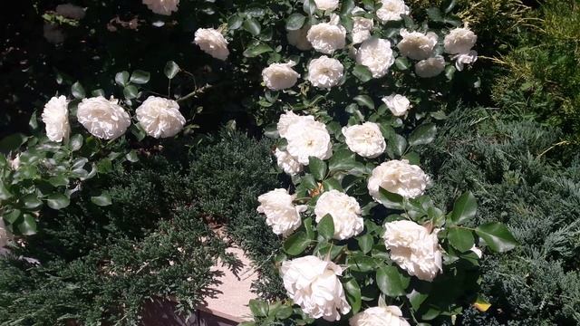 Розы французской селекции в моем саду. смотреть онлайн