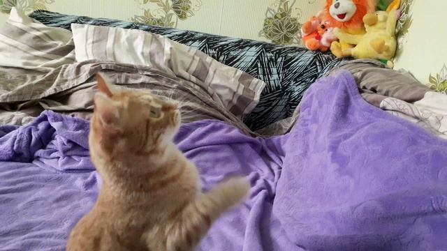 Маленький пухленький котёнок ? смотреть онлайн