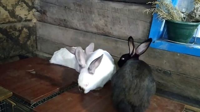 #Заговор за спиной мужа# смотреть онлайн