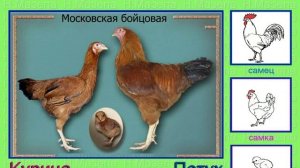 Курица петух. Породы домашних кур.