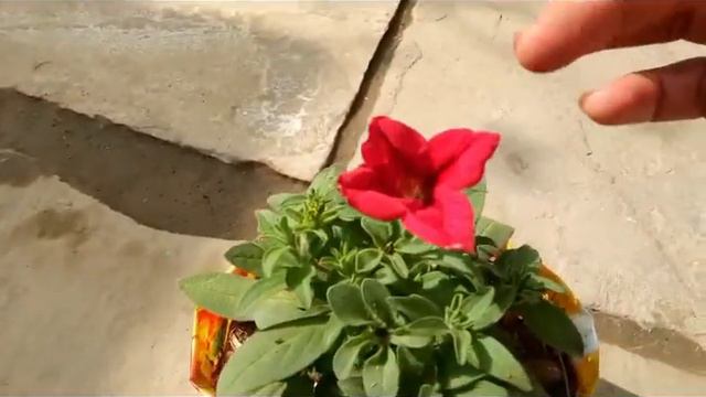 My red petunia update and care tips for maximum number of flowers смотреть онлайн