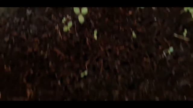 HOW TO GROW PETUNIA FROM SEEDS WITH FULL UPDATES