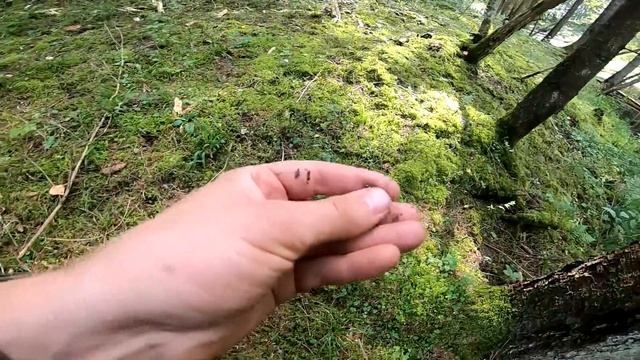 Она ждала меня 200 ЛЕТ в лесу! Коп и находки на металлоискатель. смотреть онлайн