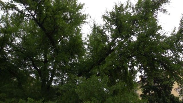 ДЕРЕВО ГИНКГО БИЛОБА В ВЕРОНЕ. ИТАЛИЯ (Ginkgo bíloba. Verona, Italy) смотреть онлайн