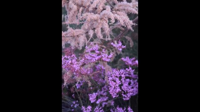 Pink Spring Flowers Walk Camposol D