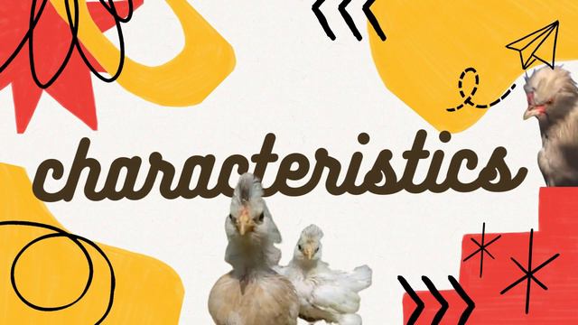 Burmese chickens| Burmese Bantam| Burmese Bantam Chickens| Rarest chicken in the world смотреть онлайн
