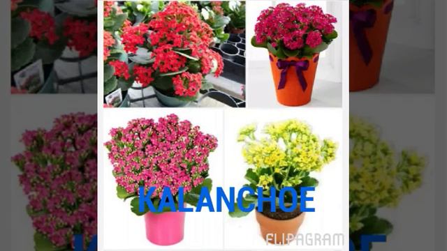 Best winter season flowers with name..... смотреть онлайн