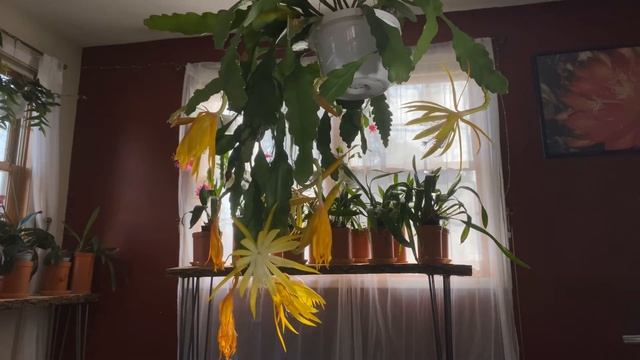 Disocactus hybrid - ‘Frühlingsgold’ смотреть онлайн