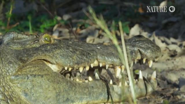 Crocodile Mom Scoops Up Babies in Mouth смотреть онлайн