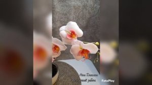 орхидея из холодного фарфора.