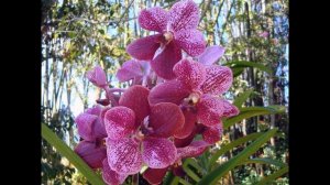 Орхидея Ванда  уход в домашних условиях, размножение, цветение, сорта с фото