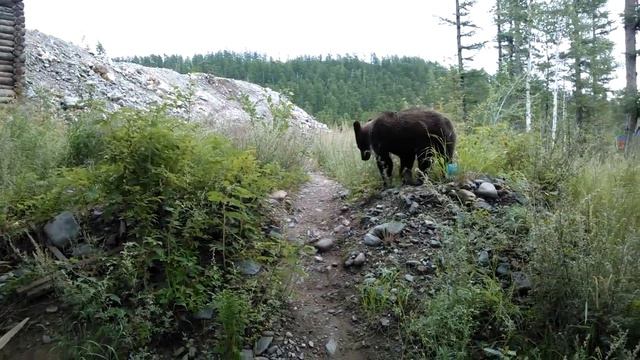 медведи смотреть онлайн