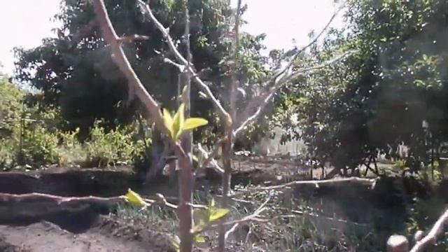 Айва.Десять дней после поливки корневином.Сад Зауралья. смотреть онлайн