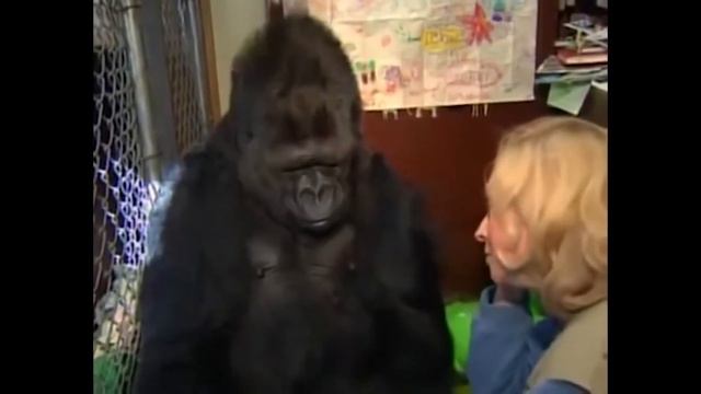 ЭТО САМАЯ УМНАЯ ГОРИЛЛА на ПЛАНЕТЕ с ЧЕЛОВЕЧЕСКИМ IQ смотреть онлайн