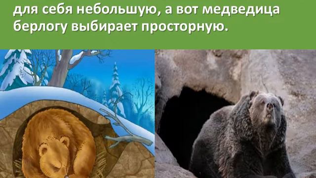 медведи России смотреть онлайн