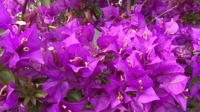 Bougainvillea Glabra Var. Choisy (Bugenvilea Lysá)